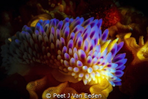 Shades of Blue

Gasflame Nudibranch on its favourite br... by Peet J Van Eeden 